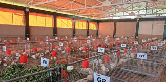 Nuevo galpón de cuyes mejorados beneficiará a más de 1,900 productores en Moquegua Nuevo galpón de cuyes mejorados beneficiará a más de 1,900 productores en Moquegua