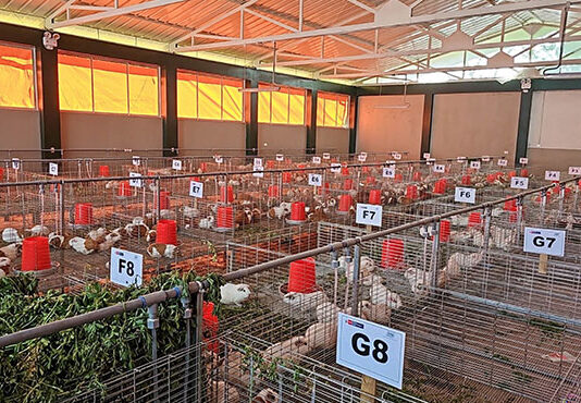Nuevo galpón de cuyes mejorados beneficiará a más de 1,900 productores en Moquegua Nuevo galpón de cuyes mejorados beneficiará a más de 1,900 productores en Moquegua