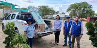 Vivero municipal de Cura Mori recibe semillas de algarrobo para programas de reforestación Vivero municipal de Cura Mori recibe semillas de algarrobo para programas de reforestación