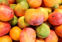 Lluvias en Piura podrían reducir hasta 30 mil toneladas de producción de mango Lluvias en Piura podrían reducir hasta 30 mil toneladas de producción de mango
