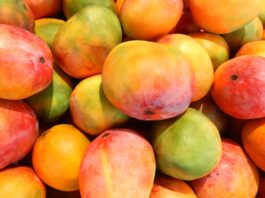 Lluvias en Piura podrían reducir hasta 30 mil toneladas de producción de mango Lluvias en Piura podrían reducir hasta 30 mil toneladas de producción de mango