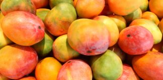 Lluvias en Piura podrían reducir hasta 30 mil toneladas de producción de mango Lluvias en Piura podrían reducir hasta 30 mil toneladas de producción de mango