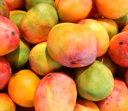 Lluvias en Piura podrían reducir hasta 30 mil toneladas de producción de mango Lluvias en Piura podrían reducir hasta 30 mil toneladas de producción de mango