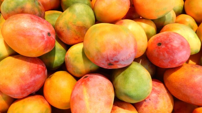 Lluvias en Piura podrían reducir hasta 30 mil toneladas de producción de mango