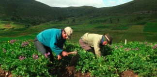 Senamhi emite pronóstico agrometeorológico semanal para agricultores de Cajamarca y La Libertad Senamhi emite pronóstico agrometeorológico semanal para agricultores de Cajamarca y La Libertad