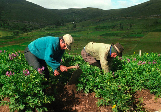 Senamhi emite pronóstico agrometeorológico semanal para agricultores de Cajamarca y La Libertad Senamhi emite pronóstico agrometeorológico semanal para agricultores de Cajamarca y La Libertad