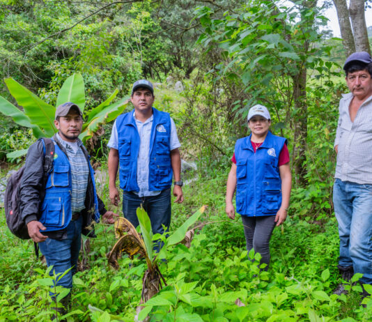 Piura: Proyecto agrícola en Frías promoverá producción de plantones de palto, cítricos y maracuyá Proyecto agrícola en Frías promoverá producción de plantones de palto, cítricos y maracuyá