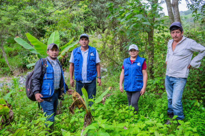 Proyecto agrícola en Frías promoverá producción de plantones de palto, cítricos y maracuyá
