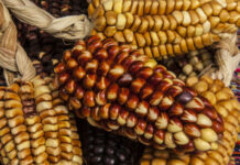 Nueva norma permitirá investigar cultivos más resistentes a sequías y plagas Nueva norma permitirá investigar cultivos más resistentes a sequías y plagas