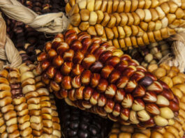 Nueva norma permitirá investigar cultivos más resistentes a sequías y plagas Nueva norma permitirá investigar cultivos más resistentes a sequías y plagas