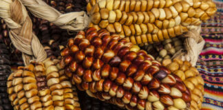 Nueva norma permitirá investigar cultivos más resistentes a sequías y plagas Nueva norma permitirá investigar cultivos más resistentes a sequías y plagas