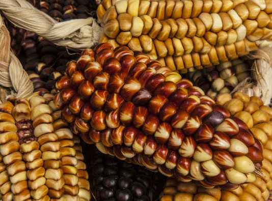 Nueva norma permitirá investigar cultivos más resistentes a sequías y plagas Nueva norma permitirá investigar cultivos más resistentes a sequías y plagas