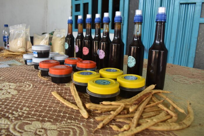 Piura inicia la Semana de la Algarrobina con actividades sobre el aprovechamiento del algarrobo