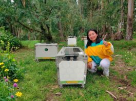Startup peruana desarrolla colmenas inteligentes para mejorar la polinización y productividad agrícola Startup peruana desarrolla colmenas inteligentes para mejorar la polinización y productividad agrícola