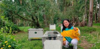 Startup peruana desarrolla colmenas inteligentes para mejorar la polinización y productividad agrícola Startup peruana desarrolla colmenas inteligentes para mejorar la polinización y productividad agrícola