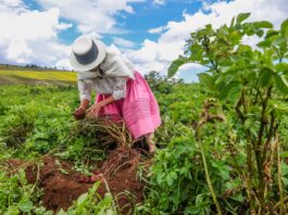 Gobierno fortalece medidas para proteger cultivos ante lluvias intensas y desbordes de ríos Gobierno fortalece medidas para proteger cultivos ante lluvias intensas y desbordes de ríos