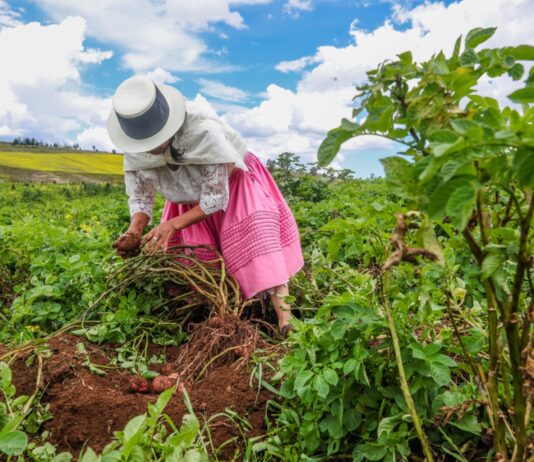 Gobierno fortalece medidas para proteger cultivos ante lluvias intensas y desbordes de ríos Gobierno fortalece medidas para proteger cultivos ante lluvias intensas y desbordes de ríos
