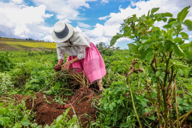 Gobierno fortalece medidas para proteger cultivos ante lluvias intensas y desbordes de ríos