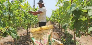 Agro Rural proyecta beneficiar a más de 175,000 productores agrarios en 23 regiones del Perú en 2026 Agro Rural proyecta beneficiar a más de 175,000 productores agrarios en 23 regiones del Perú en 2026
