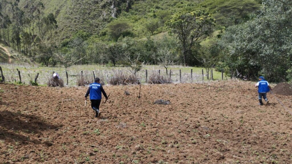 Piura: Productores de Huarmaca fortalecen cultivo de maíz amiláceo con parcela demostrativa