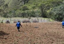 Piura: Productores de Huarmaca fortalecen cultivo de maíz amiláceo con parcela demostrativa Piura: Productores de Huarmaca fortalecen cultivo de maíz amiláceo con parcela demostrativa