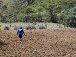 Piura: Productores de Huarmaca fortalecen cultivo de maíz amiláceo con parcela demostrativa Piura: Productores de Huarmaca fortalecen cultivo de maíz amiláceo con parcela demostrativa