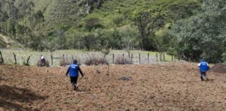 Piura: Productores de Huarmaca fortalecen cultivo de maíz amiláceo con parcela demostrativa Piura: Productores de Huarmaca fortalecen cultivo de maíz amiláceo con parcela demostrativa