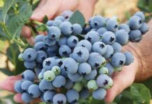 Piura consolida producción de arándano y supera las 10 mil toneladas anuales Piura consolida producción de arándano y supera las 10 mil toneladas anuales