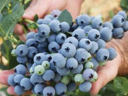 Piura consolida producción de arándano y supera las 10 mil toneladas anuales Piura consolida producción de arándano y supera las 10 mil toneladas anuales