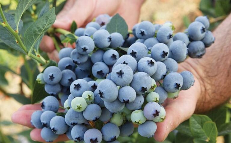 Piura consolida producción de arándano y supera las 10 mil toneladas anuales