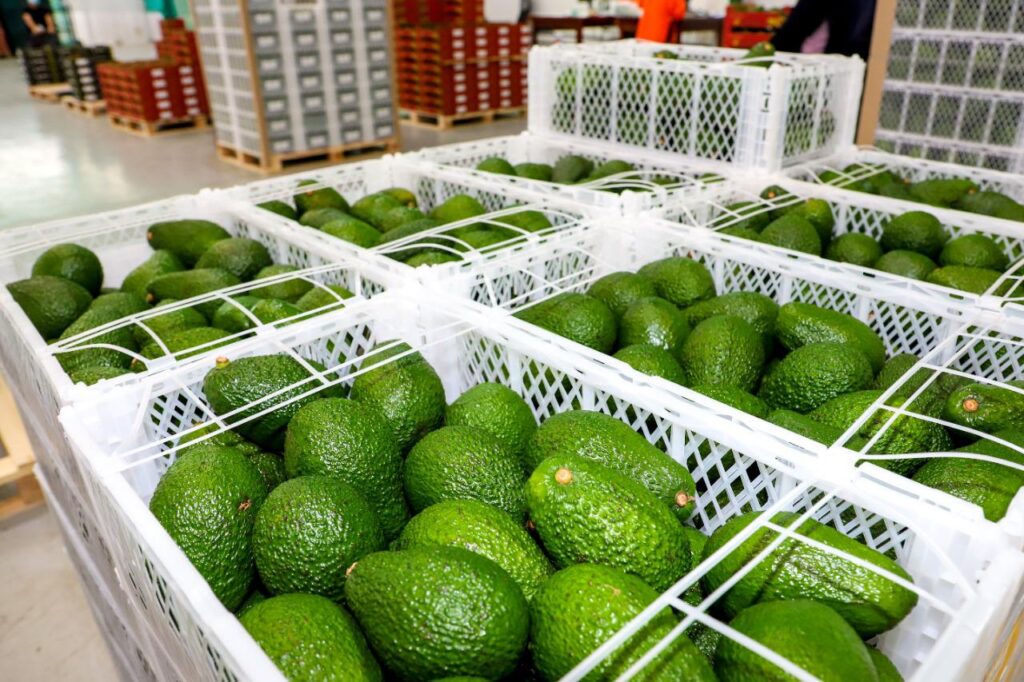 Agroexportaciones crecen 8.4 % en enero de 2026 y superan los US$ 1,330 millones