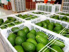 Agroexportaciones crecen 8.4 % en enero de 2026 y superan los US$ 1,330 millones Agroexportaciones crecen 8.4 % en enero de 2026 y superan los US$ 1,330 millones