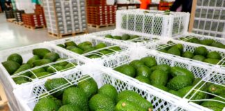 Agroexportaciones crecen 8.4 % en enero de 2026 y superan los US$ 1,330 millones Agroexportaciones crecen 8.4 % en enero de 2026 y superan los US$ 1,330 millones