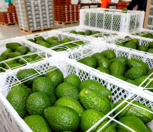 Agroexportaciones crecen 8.4 % en enero de 2026 y superan los US$ 1,330 millones Agroexportaciones crecen 8.4 % en enero de 2026 y superan los US$ 1,330 millones