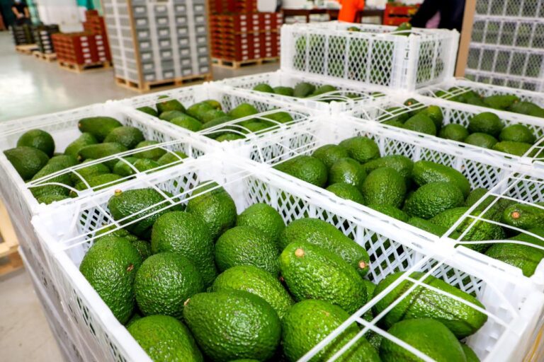 Agroexportaciones crecen 8.4 % en enero de 2026 y superan los US$ 1,330 millones