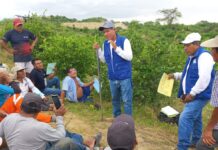 Piura: Agricultores de Tambogrande reciben capacitación para mejorar cultivo de limón Piura: Agricultores de Tambogrande reciben capacitación para mejorar cultivo de limón