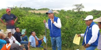 Piura: Agricultores de Tambogrande reciben capacitación para mejorar cultivo de limón Piura: Agricultores de Tambogrande reciben capacitación para mejorar cultivo de limón