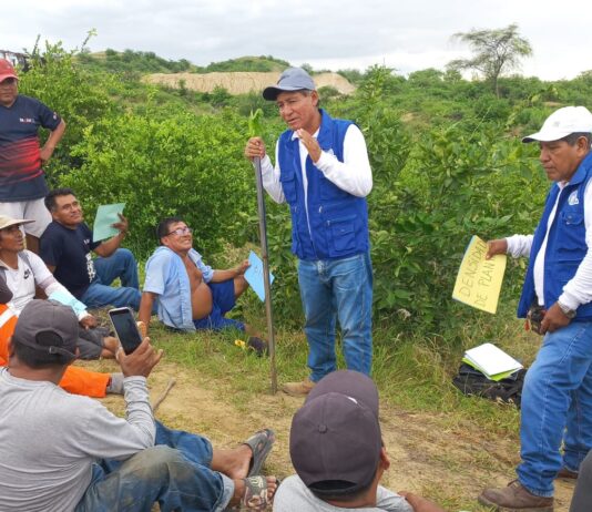 Piura: Agricultores de Tambogrande reciben capacitación para mejorar cultivo de limón Piura: Agricultores de Tambogrande reciben capacitación para mejorar cultivo de limón