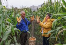 Gobierno otorgó más de S/141.8 millones en créditos a pequeños productores agrarios en lo que va del 2026 Gobierno otorgó más de S/141.8 millones en créditos a pequeños productores agrarios en 2026