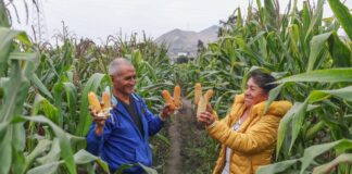 Gobierno otorgó más de S/141.8 millones en créditos a pequeños productores agrarios en lo que va del 2026 Gobierno otorgó más de S/141.8 millones en créditos a pequeños productores agrarios en 2026