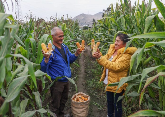 Gobierno otorgó más de S/141.8 millones en créditos a pequeños productores agrarios en 2026