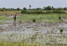 Monitoreo agrario en Piura identifica más de 1,500 hectáreas afectadas por lluvias Monitoreo agrario en Piura identifica más de 1,500 hectáreas afectadas por lluvias