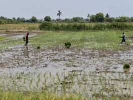 Monitoreo agrario en Piura identifica más de 1,500 hectáreas afectadas por lluvias Monitoreo agrario en Piura identifica más de 1,500 hectáreas afectadas por lluvias