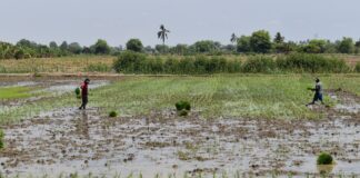 Monitoreo agrario en Piura identifica más de 1,500 hectáreas afectadas por lluvias Monitoreo agrario en Piura identifica más de 1,500 hectáreas afectadas por lluvias