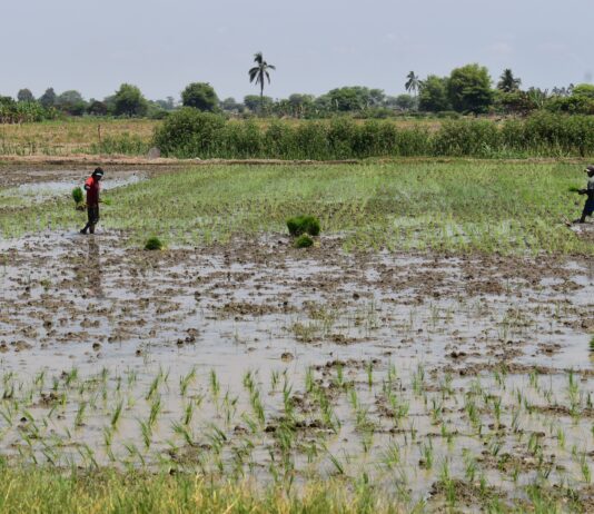 Monitoreo agrario en Piura identifica más de 1,500 hectáreas afectadas por lluvias Monitoreo agrario en Piura identifica más de 1,500 hectáreas afectadas por lluvias