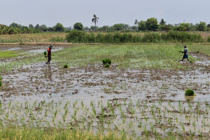 Monitoreo agrario en Piura identifica más de 1,500 hectáreas afectadas por lluvias