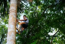 Serfor lanza curso virtual de manejo forestal comunitario para líderes indígenas y técnicos Serfor lanza curso virtual de manejo forestal comunitario para líderes indígenas y técnicos