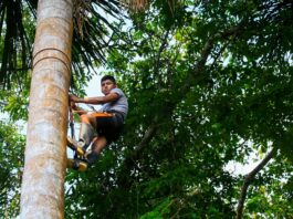 Serfor lanza curso virtual de manejo forestal comunitario para líderes indígenas y técnicos Serfor lanza curso virtual de manejo forestal comunitario para líderes indígenas y técnicos