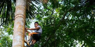Serfor lanza curso virtual de manejo forestal comunitario para líderes indígenas y técnicos Serfor lanza curso virtual de manejo forestal comunitario para líderes indígenas y técnicos