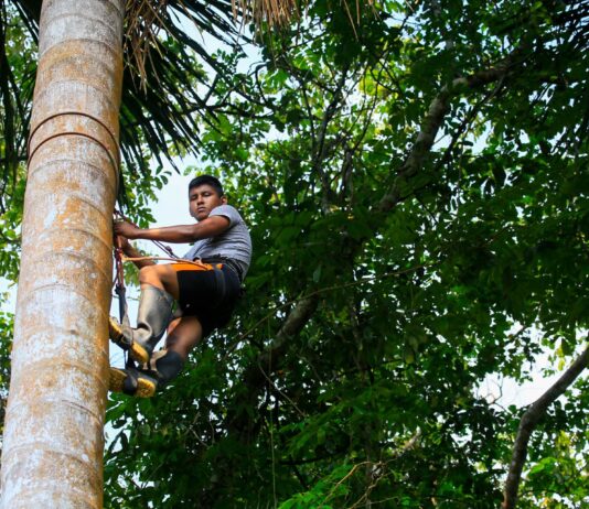 Serfor lanza curso virtual de manejo forestal comunitario para líderes indígenas y técnicos Serfor lanza curso virtual de manejo forestal comunitario para líderes indígenas y técnicos